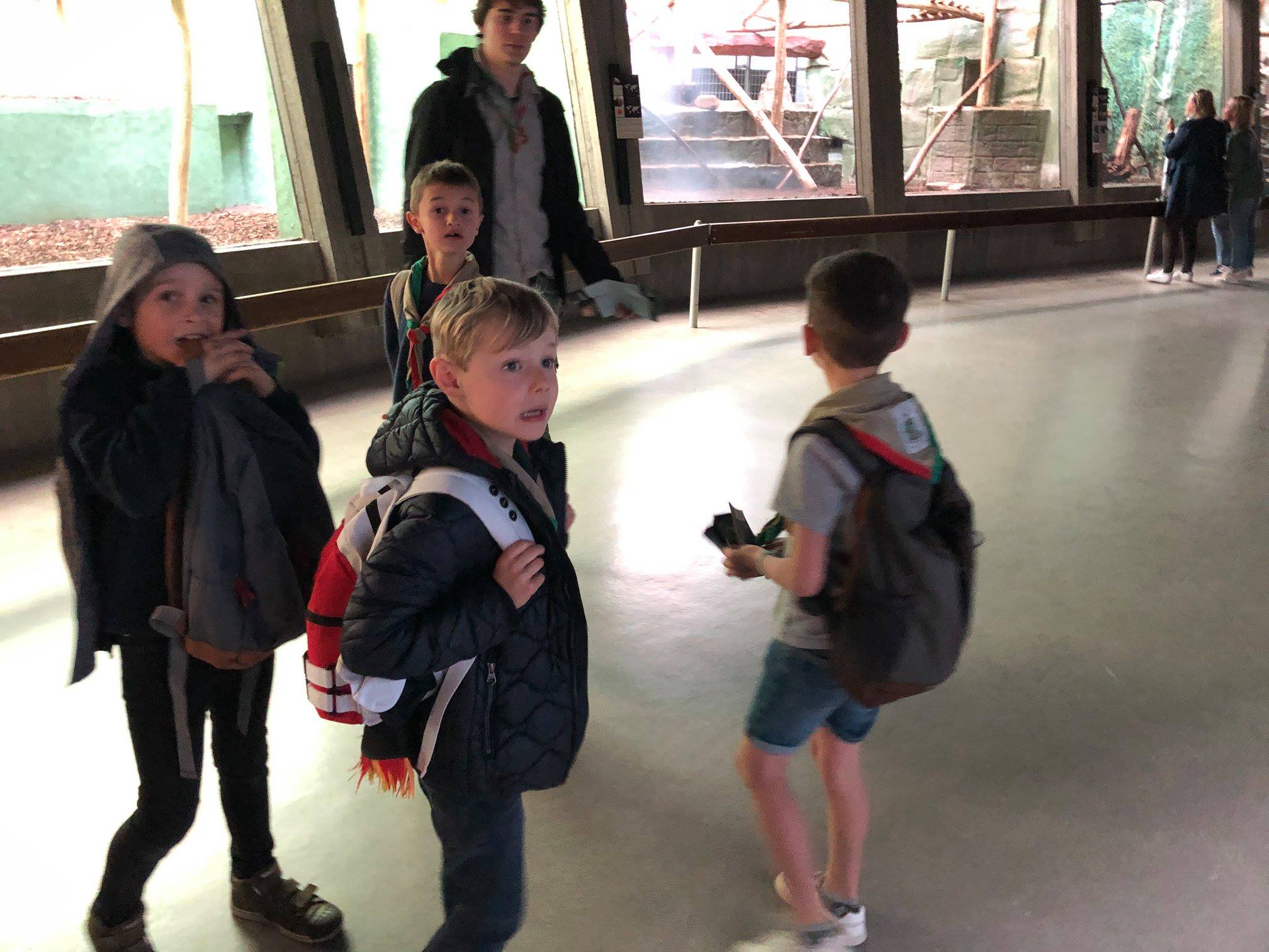 Sint-Martinus den XIIde - Zoo Antwerpen Kapoenen